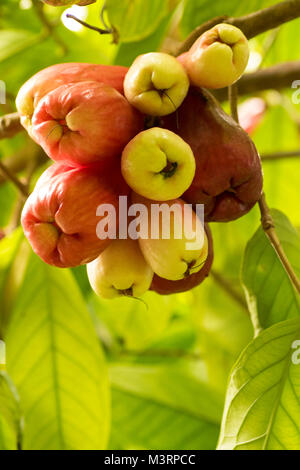 Die jamaikanische Otaheite Apple auf dem Baum in Ocho Rios Jamaica, West Indies, Karibik Stockfoto