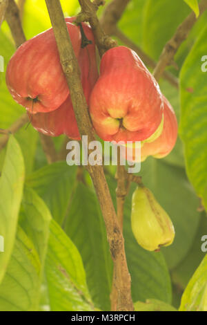 Die jamaikanische Otaheite Apple auf dem Baum in Ocho Rios Jamaica, West Indies, Karibik Stockfoto