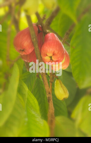 Die jamaikanische Otaheite Apple auf dem Baum in Ocho Rios Jamaica, West Indies, Karibik Stockfoto