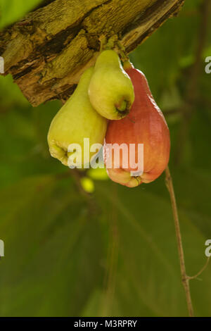 Die jamaikanische Otaheite Apple auf dem Baum in Ocho Rios Jamaica, West Indies, Karibik Stockfoto