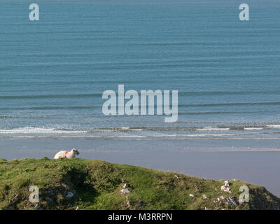 Einzelne Schafe auf der Landspitze mit Blick auf Rhossili Bay Stockfoto