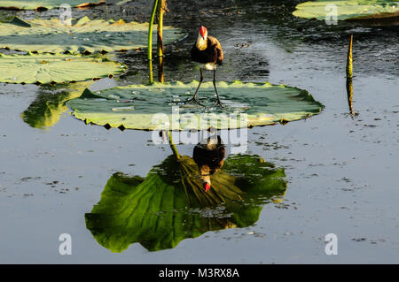 Kamm-Crested Jacana, auch als Lotus Vogel oder Lily - Trotter bekannt, stehend auf einem Lotus Blatt im Gelben Fluss, Kakadu National Park, Northern Territory, Australien Stockfoto