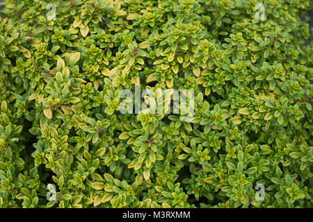 Thymus praecox 'Aureus' Stockfoto