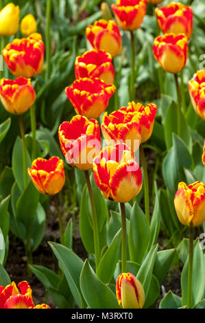 Tulpen in voller Blüte mit hellen Farben von Gelb und Rot Stockfoto