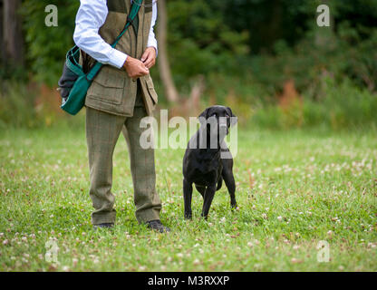 Schwarzer Labrador Retriever Hund Rasse mit einem scharfen Auge wartet auf einen Befehl von seinem Besitzer Stockfoto
