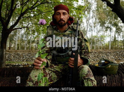 Eine nationale afghanische Armee Soldat wirft mit einer Mohnblume in der Nähe des Dorfes Karizonah, Afghanistan. Die poppy Crop ist eine wichtige Finanzierungsquelle für extremistische Gruppen in der Taliban beteiligt - LED-Aufstand in Afghanistan. (U.S. Air Force Foto/Staff Sgt. Joshua L. DeMotts) 120410-F-FH 950-714 durch AirmanMagazine Stockfoto