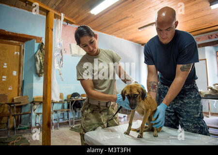 170224-N-YL 073-264 TRUJILLO, Honduras (Feb. 24, 2017) Armee Sgt. Katia Rivera, die öffentliche Gesundheit Aktivität, Fort Belvoir, Va zugewiesen und kulinarischen Specialist 2. Klasse Nathan Rock, die Naval Station Everett, Washington zugewiesen, prüfen ein Hund für Flöhe während einer tierärztlichen Check-up zur Unterstützung der Fortsetzung der Versprechen von 2017 (CP-17) in Trujillo, Honduras. CP-17 ist ein US Southern Command - gefördert und U.S. Naval Forces Southern Command/USA Flotte - durchgeführt Einsatz zivil-militärische Operationen durchzuführen, einschließlich humanitärer Hilfe, Ausbildung Engagements und medizinische, zahnmedizinische und veterinärmedizinische Suppor Stockfoto