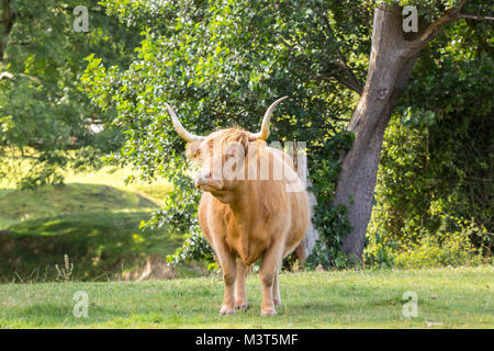 Vorderansicht der isolierten Hochlandkuh, die in einem hübschen, sonnenbeleuchteten Feld auf dem Land steht, im Sommer bei Sonnenschein, der sehr mürrisch und bedrohlich aussieht. Stockfoto