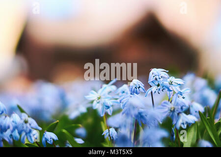 Bild des Skandinavischen Frühling mit schönen blauen Scilla siberica Blumen mit Defokussierten Holzhaus auf Hintergrund Stockfoto