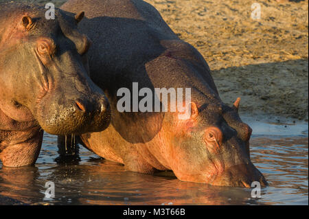 2 Flusspferd (Hippopotamus amphibius) eng zusammen, während der Eingabe von Wasser. Katavi Nationalpark, Tansania. Stockfoto