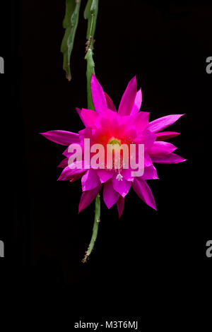 Nahaufnahme eines einzigen, offenen Hot Pink Orchid Kaktus, disocactus Ackermannii, blossom zuvor benannten Epiphyllum Ackermannii. Stockfoto