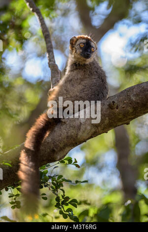 Red Lemur - eulemur Rufus, Tsingy de Behamara, Madagaskar. Cute Primas aus Madagaskar trockenen Wald. Stockfoto