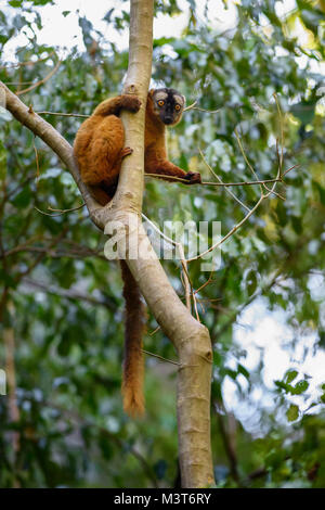 Red Lemur - eulemur Rufus, Tsingy de Behamara, Madagaskar. Cute Primas aus Madagaskar trockenen Wald. Stockfoto