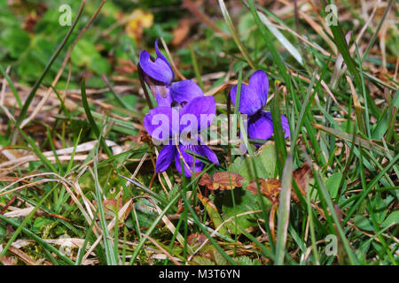 Frische purpur violett Blüte im Frühjahr und Gras gewachsen Stockfoto