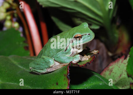 Little Green Frog sitts am Ende einer großen grossen Blatt Stockfoto