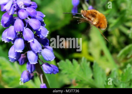 Hummel fliegt, im Frühling zu blühen Stockfoto