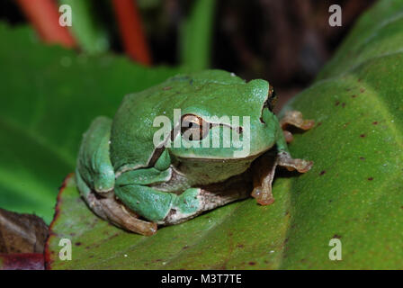 Little Green Frog sitzt auf ein großes grünes Blatt Stockfoto