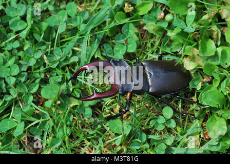 Großer Brauner Hirsch Käfer krabbeln in die Wiese Stockfoto