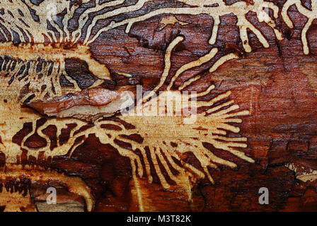 Das Muster eines Holzwurm - im Wald entstand Stockfoto