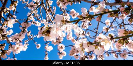 Blühende Mandelbaum Zweig und Blumen Stockfoto