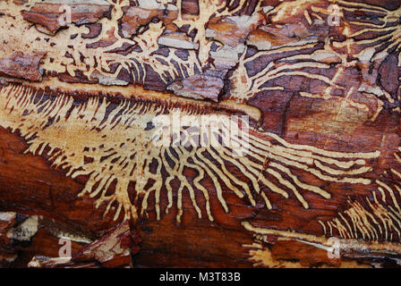 Schönes Holz Wurm Muster in Baum im Wald Stockfoto