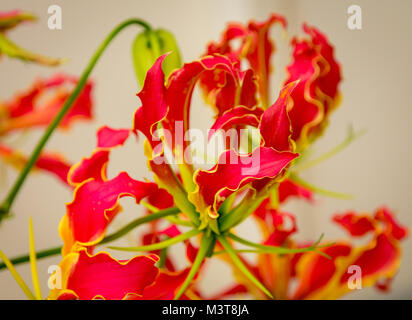 Schöne rote Lilium lankongense. Einfache Arten von China wachsen, süß duftende Blüten, die sind 6 cm im Durchmesser. seltene Pflanze Stockfoto