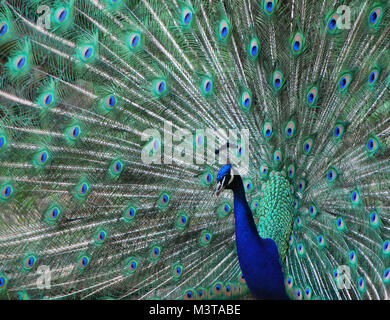 Schöne Farbe im Zoo Pfau grün und blau Stockfoto