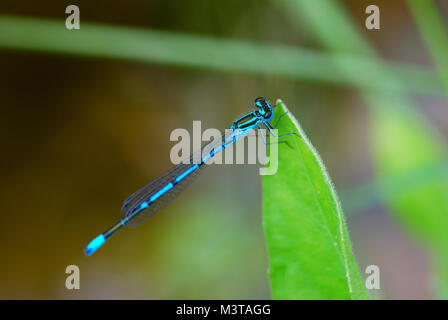 Kleine blaue Libelle sitzt in der Sonne auf dem Teich Stockfoto