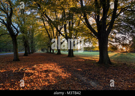 Zwischen der Buchen, Herbst Buche Allee in Tatton Park, in der Nähe von Knutsford, Cheshire, England, Großbritannien Stockfoto