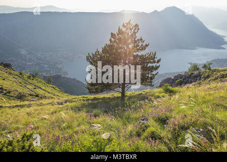 Luftaufnahme von einem Berge oberhalb der Bucht von Kotor in Montenegro, am Ende des Weges von Kotor zu Burgruinen Stockfoto