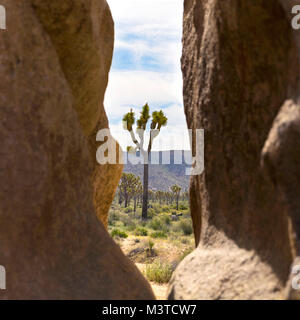 Single Joshua Tree zwischen zwei Felsen im Joshua Tree National Park, Kalifornien Stockfoto