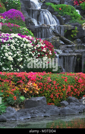 Bunte Sorten von Bougainvilleen blühen auf dem Gelände des Grand Hyatt Hotel am Poipu und Hawaii Insel Kauai. Stockfoto