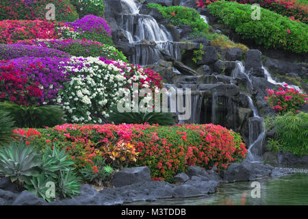 Bunte Sorten von Bougainvilleen blühen auf dem Gelände des Grand Hyatt Hotel am Poipu und Hawaii Insel Kauai. Stockfoto