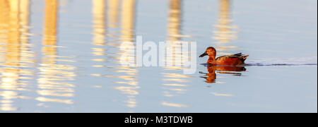 Cinnamon Teal (Anas cyanoptera) erwachsenen männlichen Waten in der Bucht von San Francisco. Stockfoto
