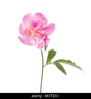 Rosa Pfingstrose isoliert auf weißem Hintergrund. Stockfoto