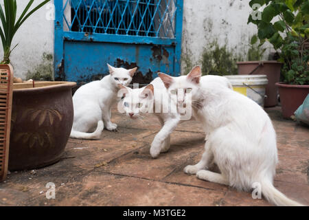 Drei weiße Katzen sitzen auf der Straße. Zwei von ihnen hat Heterochromia. Fokus auf zentrale Tier Stockfoto