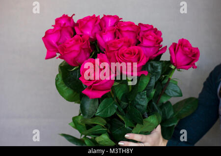 Big Bouquet von schönen dunklen rosa Rosen in Frau Hände auf grauem Hintergrund Stockfoto