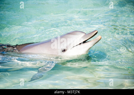 Delphin Schwimmen im seichten Wasser Stockfoto