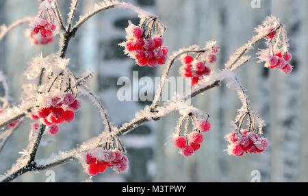 Viburnum Zweig mit roten Beeren Raureif hautnah - schöne Winterlandschaft an hellen, sonnigen Tag in der Birke Wald bedeckt Stockfoto