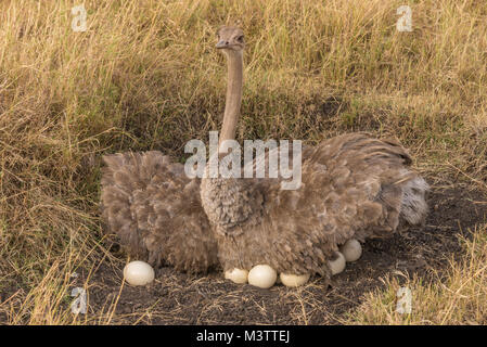 Eine weibliche Maasai ostrich sittin g auf ihrem Nest von Eiern. Stockfoto