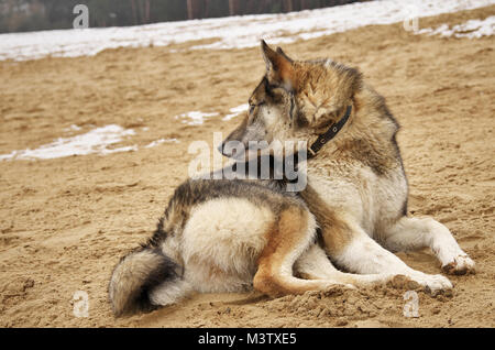 Die Jagd Hund schaut heraus für seine Beute. Der Hund liegt auf einem sandigen Abhang Stockfoto