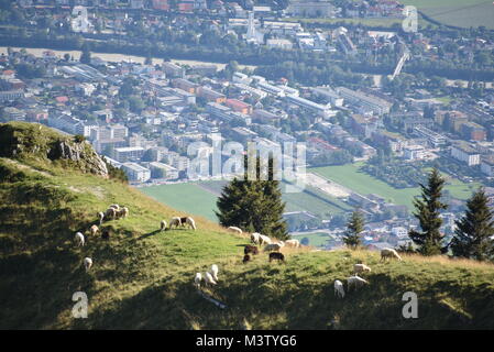 Schafe grasen auf den Pisten in der Nähe der Spitze Hafelekar in Innsbruck, Österreich Stockfoto