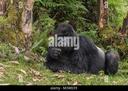 Ein silverback Mountain Gorilla, wie Guhonda der Sabyinyo Gruppe bekannt ist, ist das älteste bekannte Silverback in der Wildnis. 1971 Geboren er Kno gewesen wäre Stockfoto