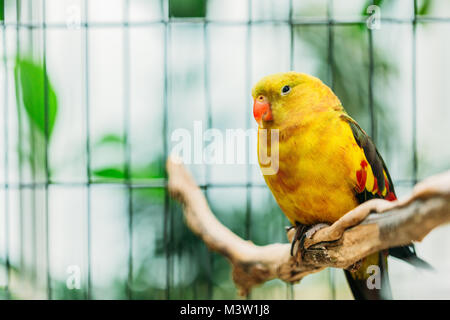 Gelbe Regent Parrot oder Rock Pebbler im Zoo. Vögel können trainiert werden. Wild Vogel im Käfig. Stockfoto