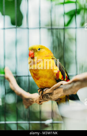 Gelbe Regent Parrot oder Rock Pebbler im Zoo. Vögel können trainiert werden. Wild Vogel im Käfig. Stockfoto