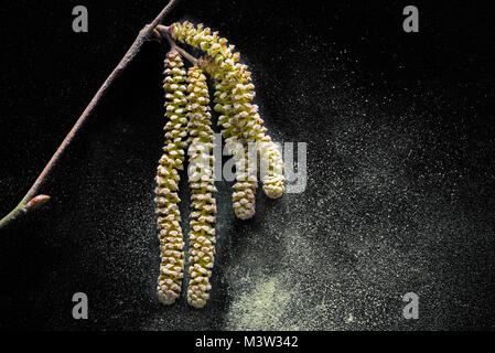 Gemeinsame Hasel (Corylus avellana) Nahaufnahme von männlichen Kätzchen dispergieren Pollen im Frühjahr Stockfoto