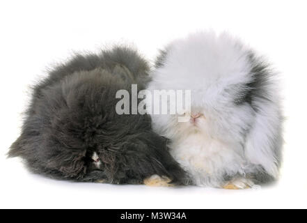 Lop-eared Kaninchen vor weißem Hintergrund Stockfoto