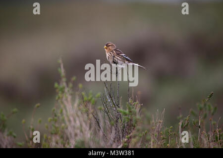 Berghänfling (Zuchtjahr Flavirostris) Stockfoto