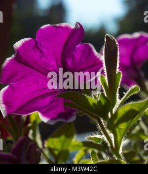 Petunia ist Gattung von 35 Arten von Blütenpflanzen der Südamerikanischen Ursprungs. Auf dem Bild ist Petunia im Sonnenschein. Stockfoto