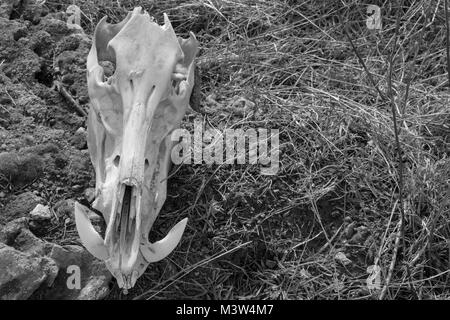 Schädel von Wildschweinen auf trockenem Gras Hintergrund, Vorderansicht, Schwarz und Weiß Foto Stockfoto